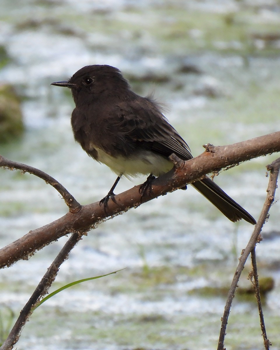 Black Phoebe - ML642033738