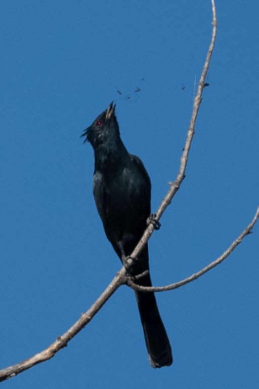 Phainopepla - ML642033747