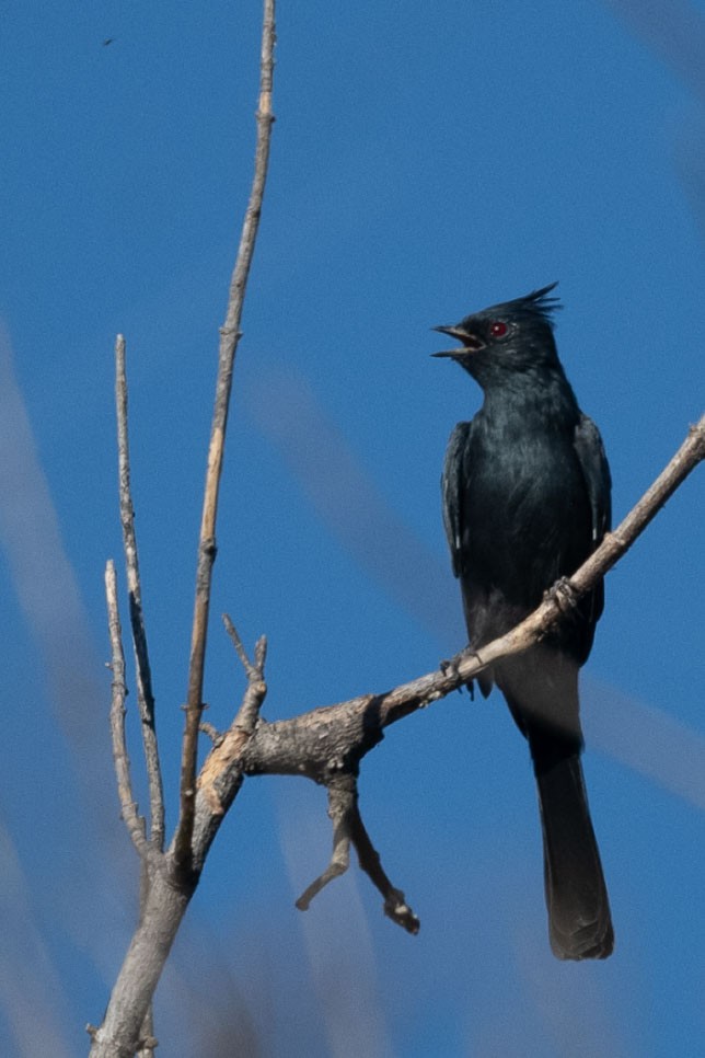 Phainopepla - ML642033749