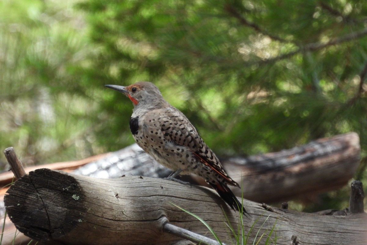 Northern Flicker - ML642033752