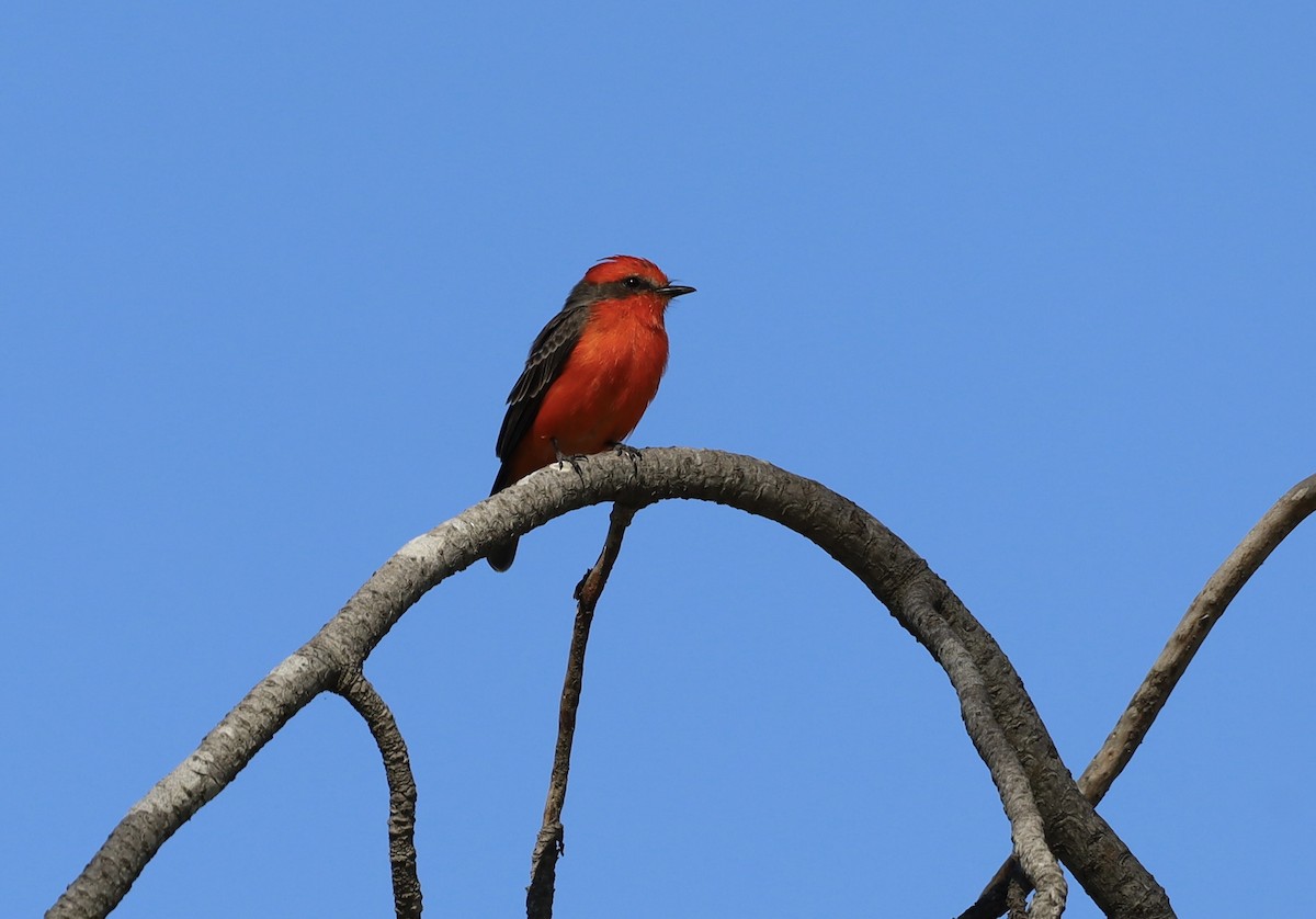 Vermilion Flycatcher - ML642033753