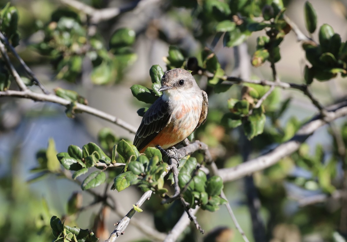 Vermilion Flycatcher - ML642033754