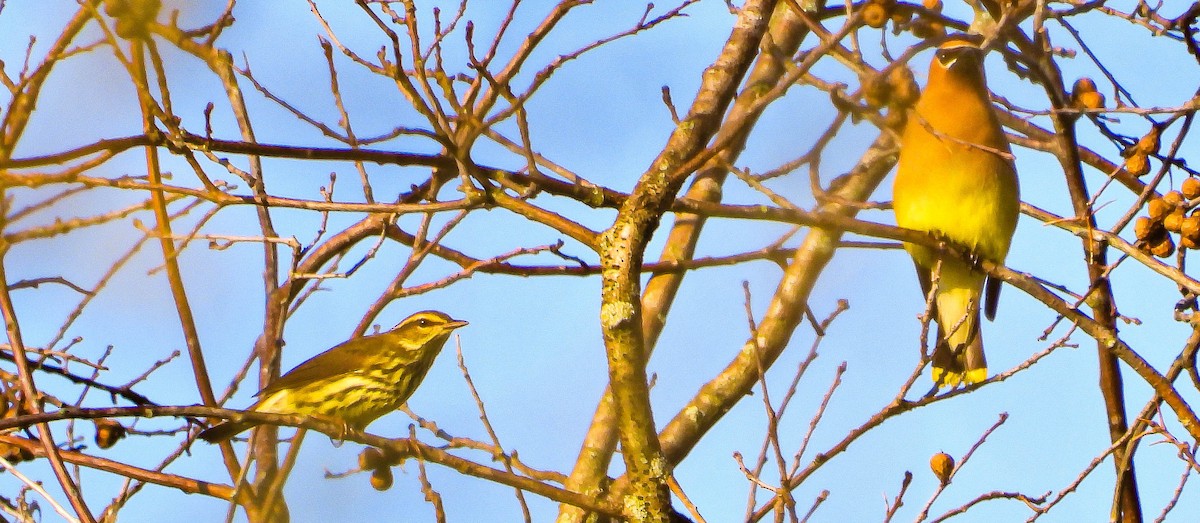 Cedar Waxwing - ML642033755
