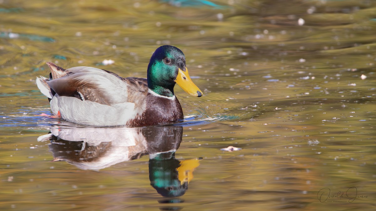 Mallard - ML642033760