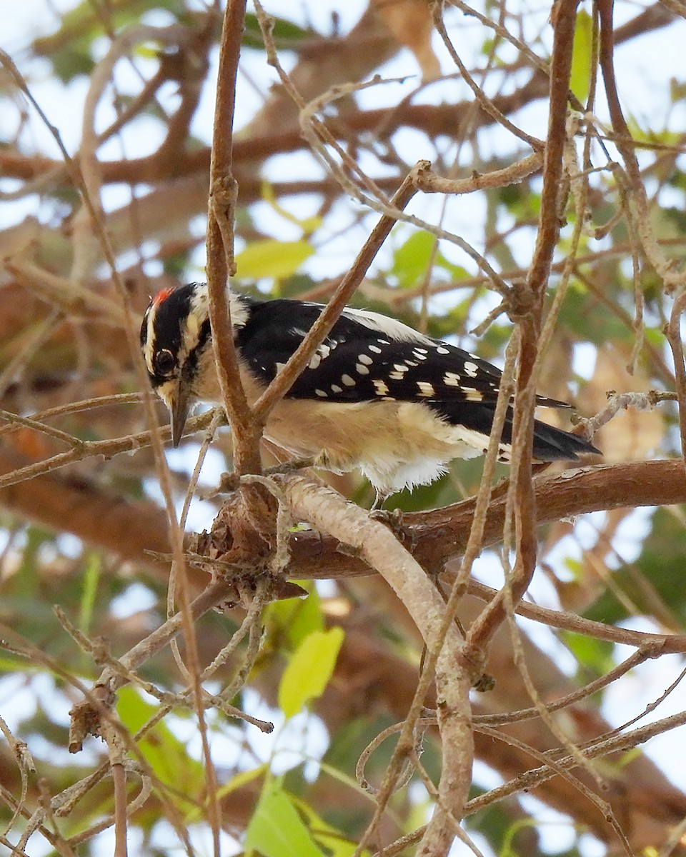 Downy Woodpecker - ML642033761