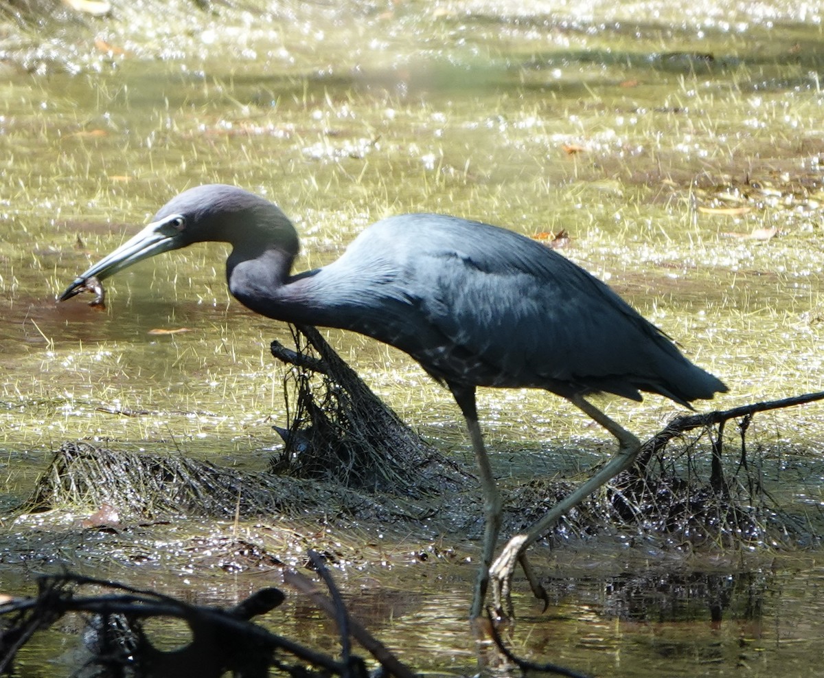 Little Blue Heron - ML642033770