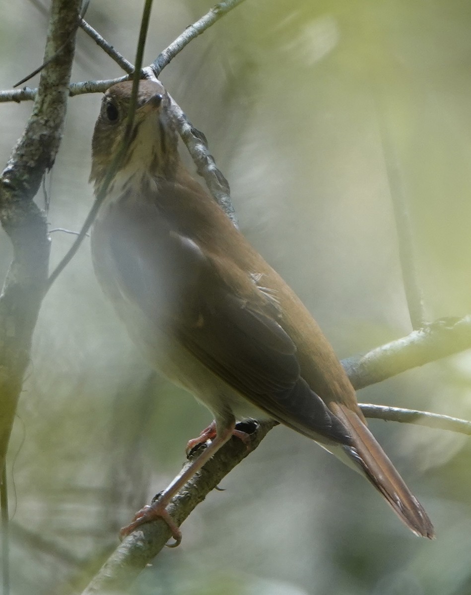 Weidenmusendrossel - ML642033778