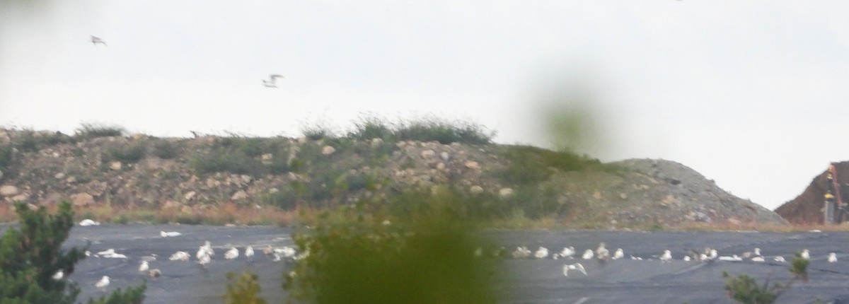 Kanadamöwe - ML642033782