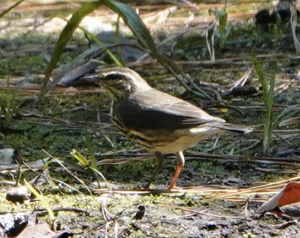 Drosselwaldsänger - ML642033784