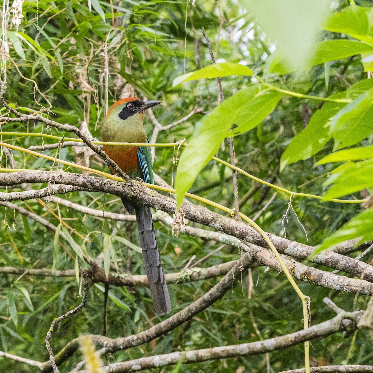 Rotkopfmotmot - ML642033786