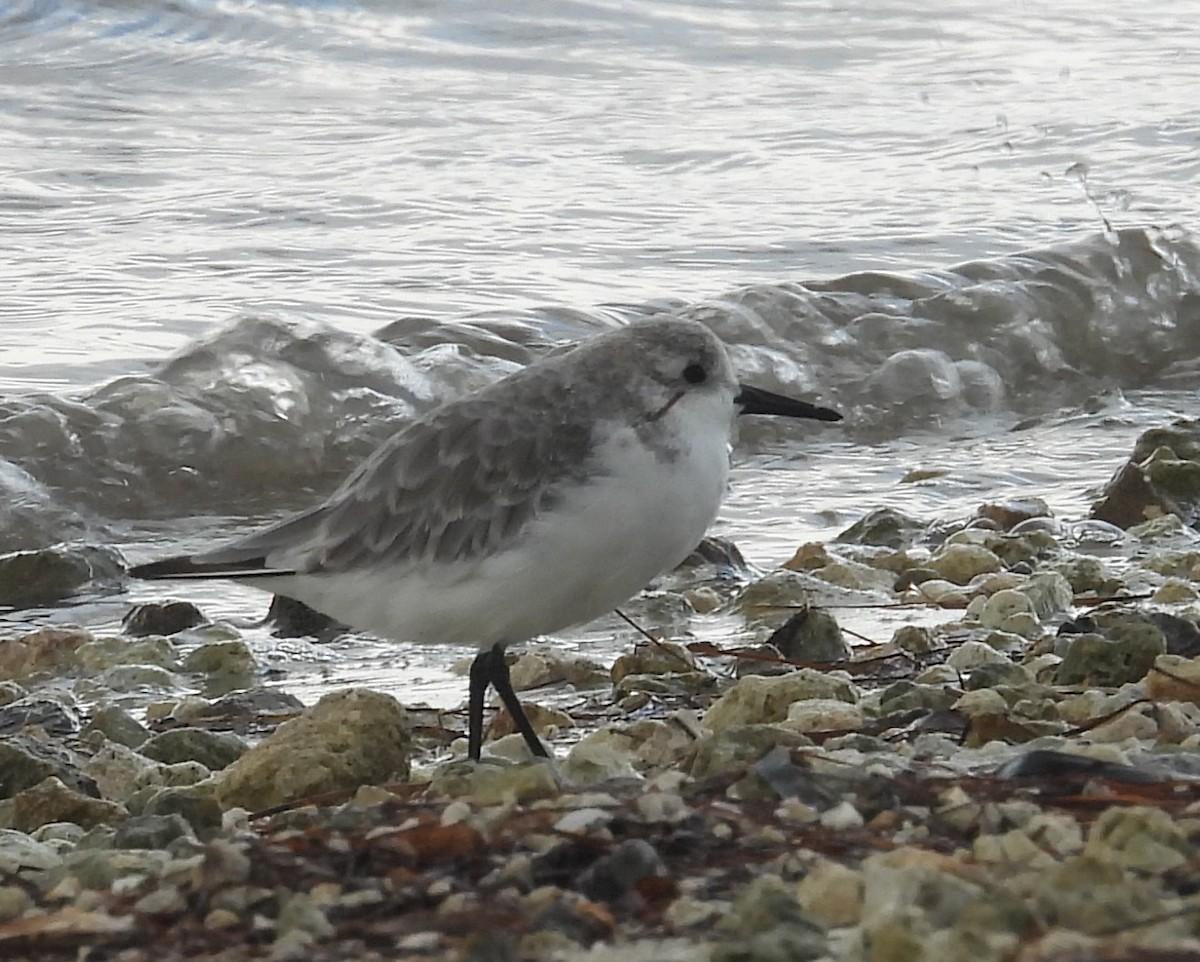 Sanderling - ML642033789