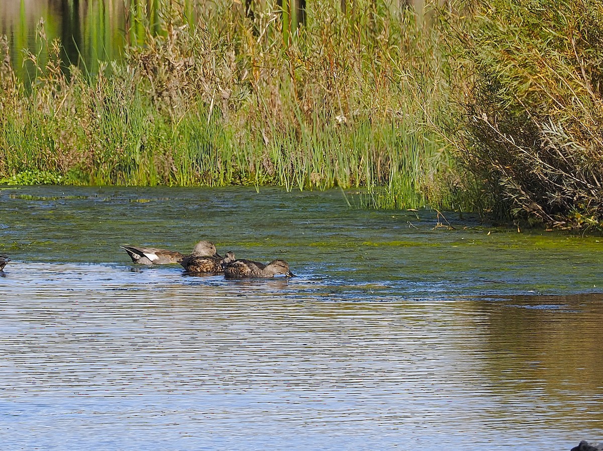 Canard chipeau - ML642033822