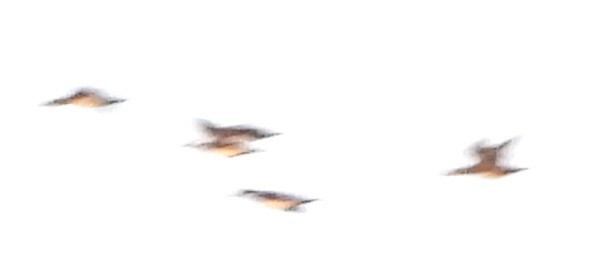 Mallard - ML642033823