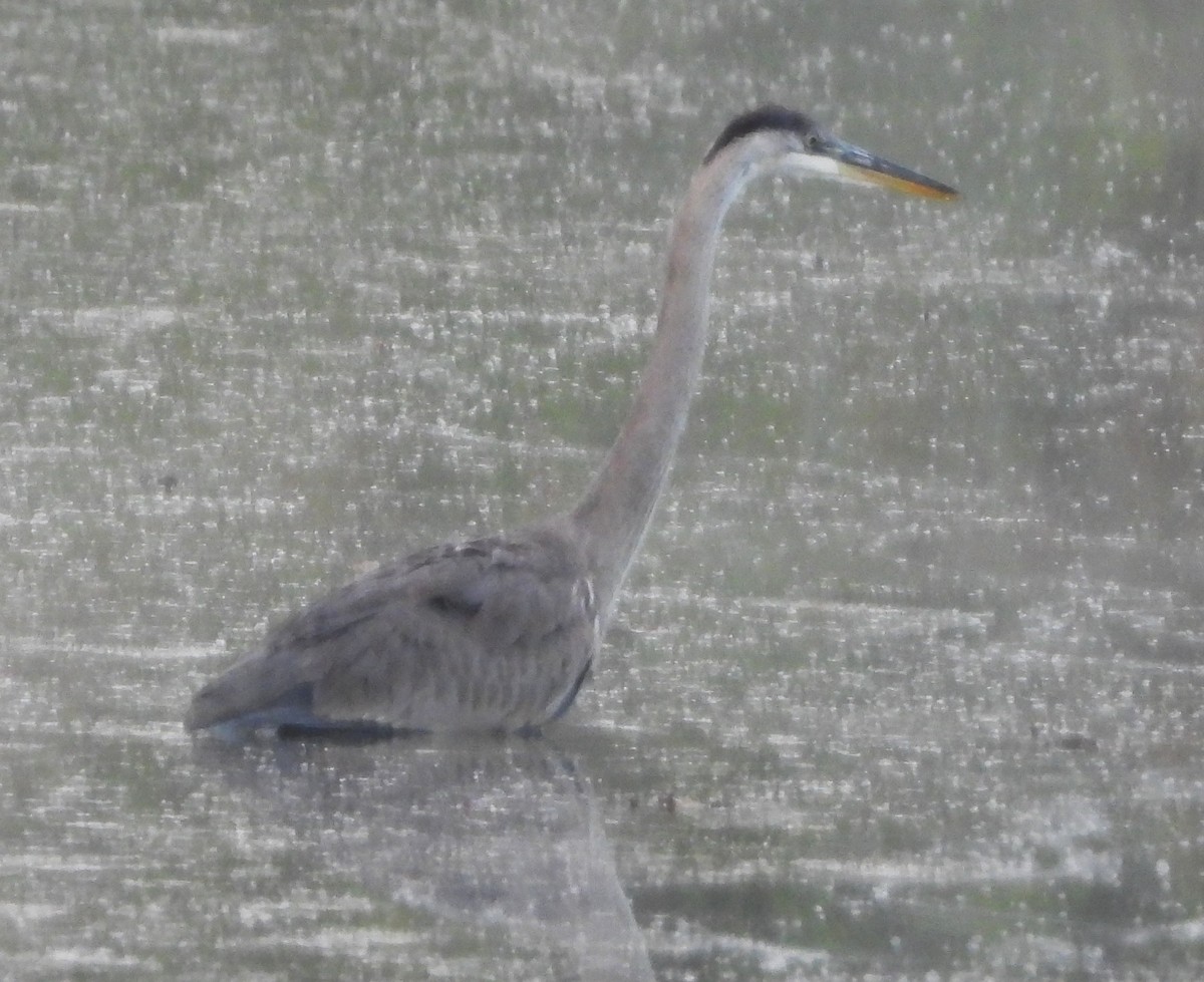 Great Blue Heron - ML642033832