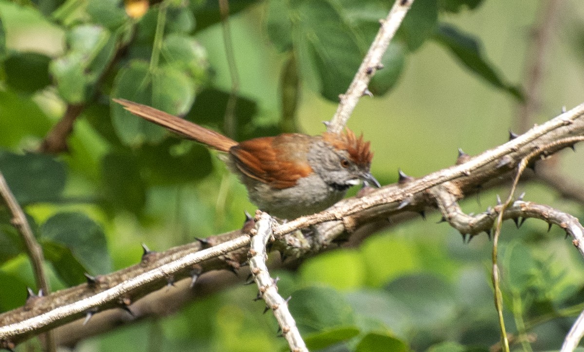 Sooty-fronted Spinetail - ML642033842