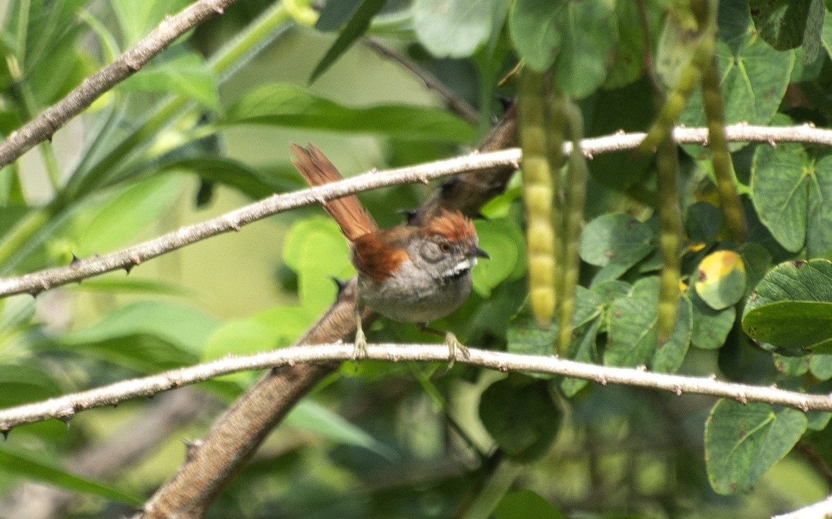 Sooty-fronted Spinetail - ML642033843
