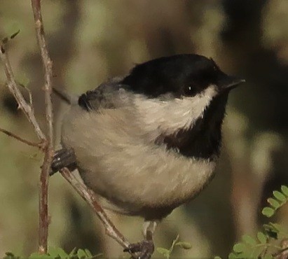 Carolina Chickadee - ML642033847