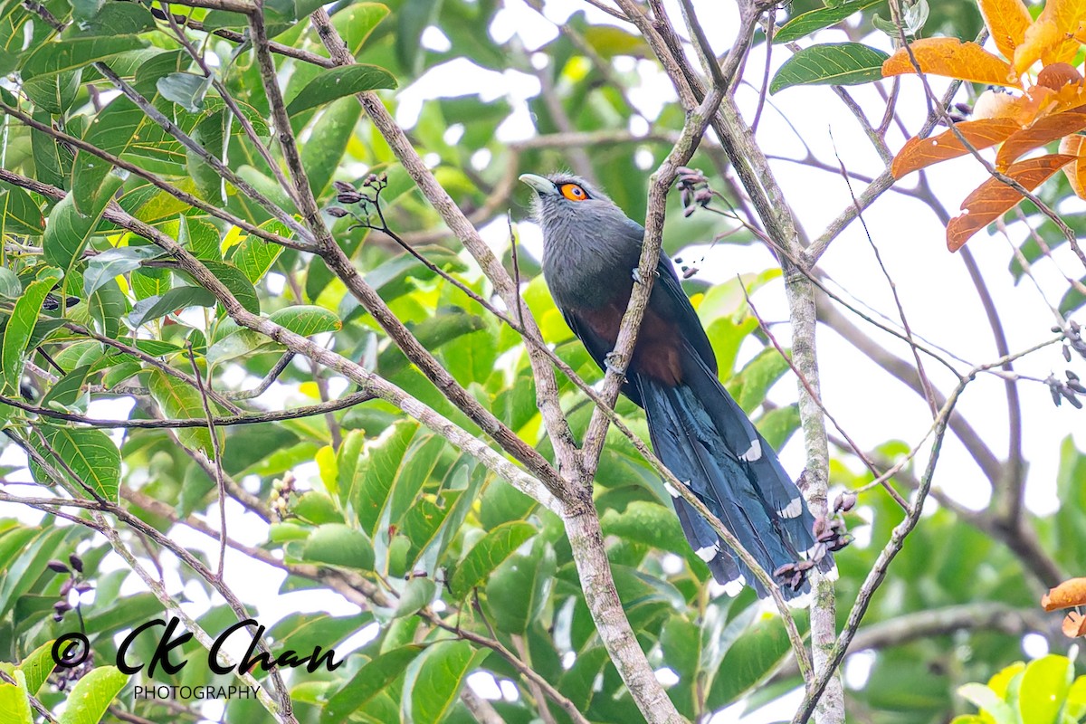 Chestnut-bellied Malkoha - ML642033850