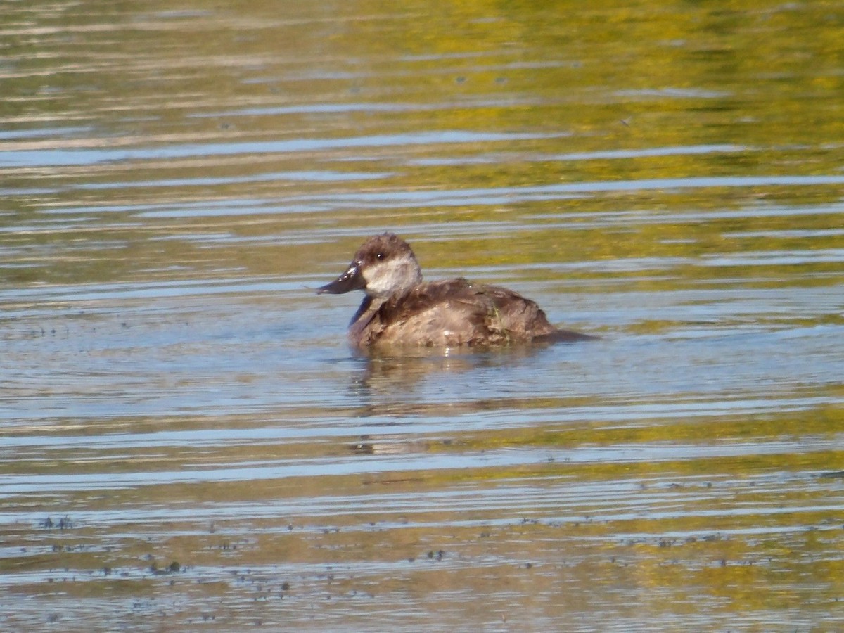 Ruddy Duck - ML642033851