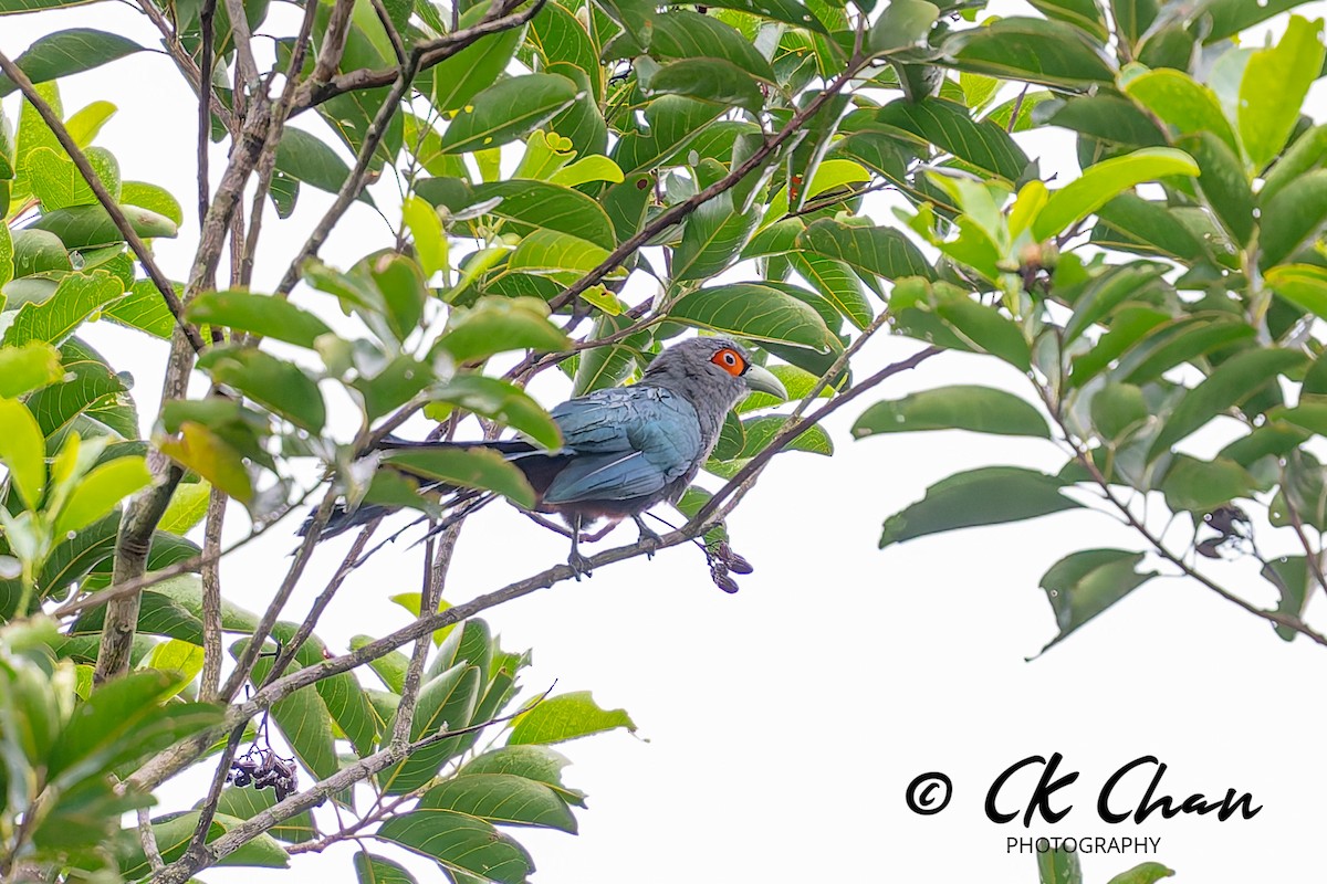 Chestnut-bellied Malkoha - ML642033855