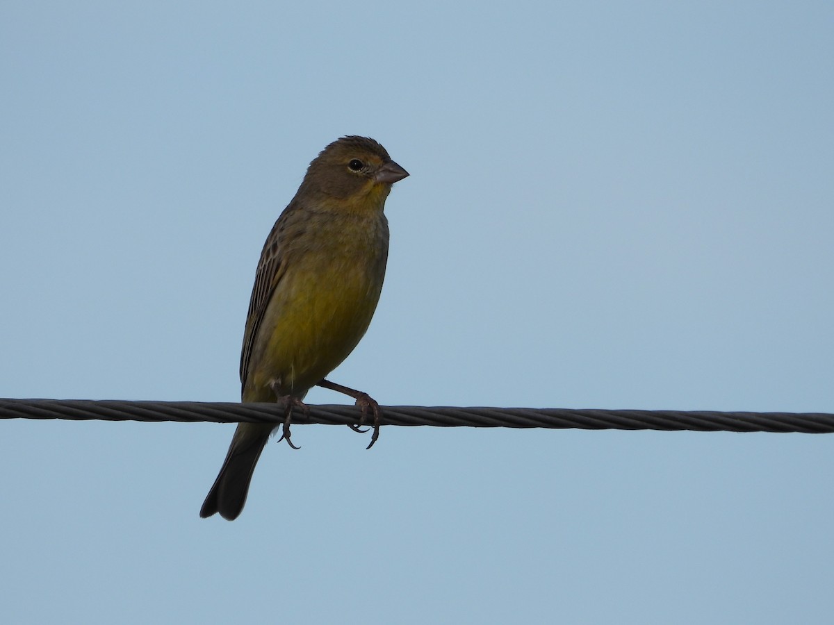 Grassland Yellow-Finch - ML642033868