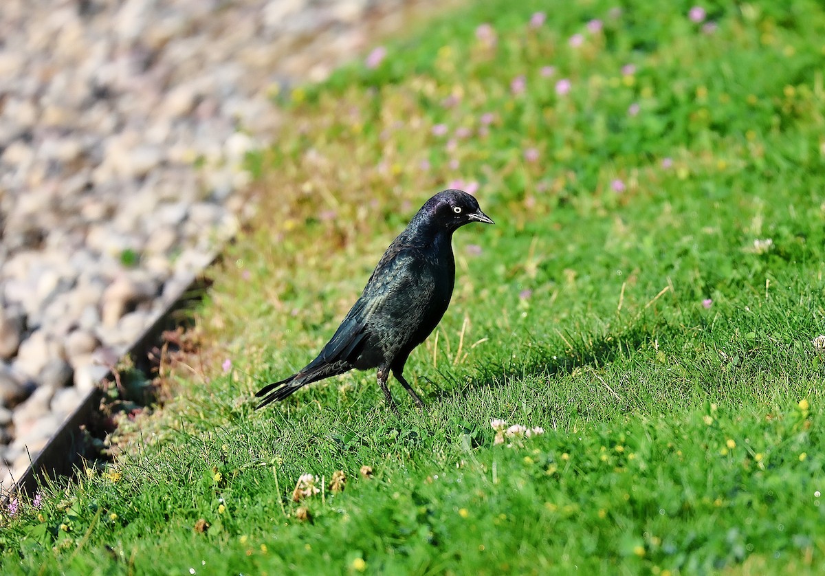 Brewer's Blackbird - ML642033869