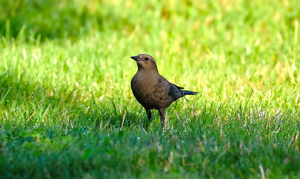 Brewer's Blackbird - ML642033870