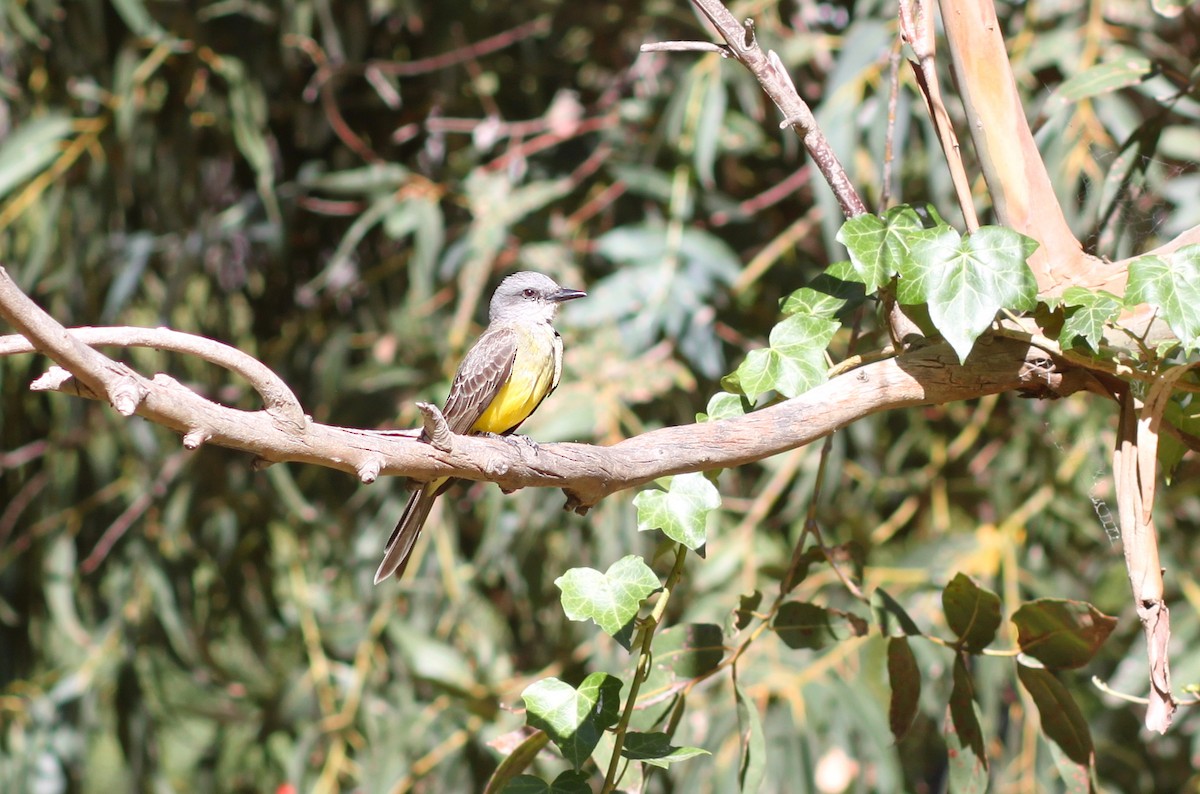 Tropical Kingbird - ML642033871