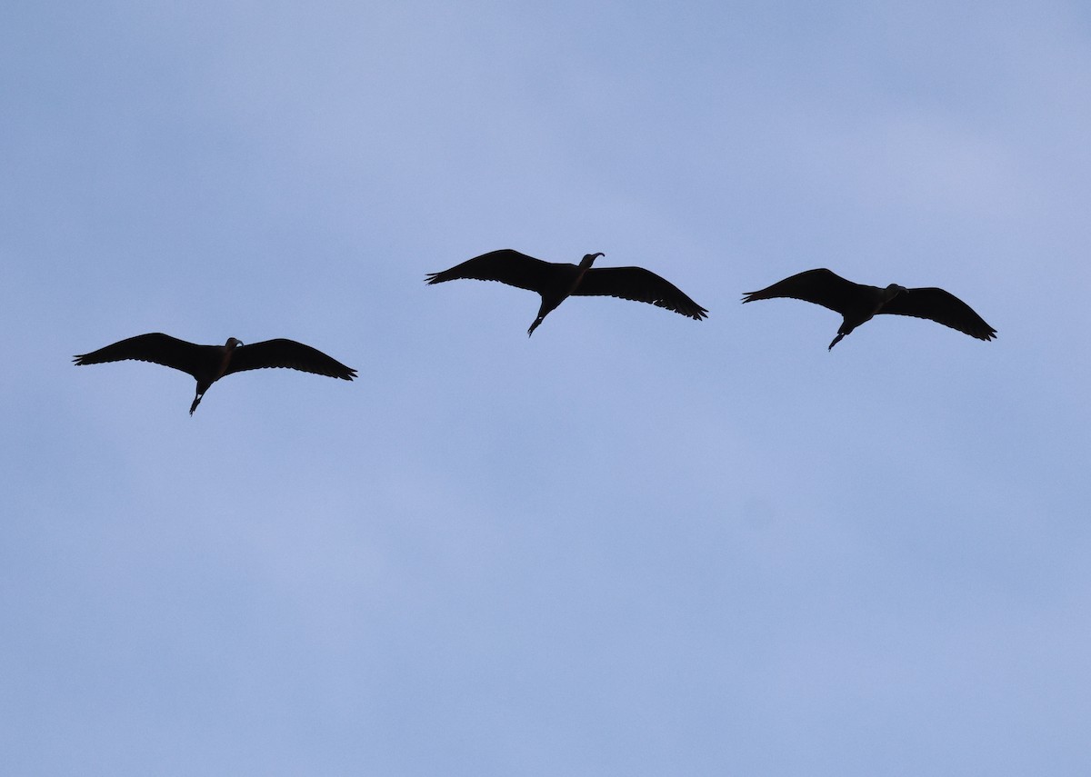White-faced Ibis - ML642033872