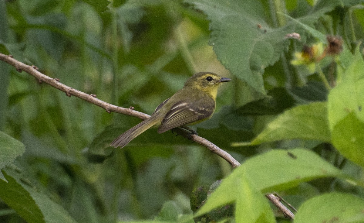 Yellow Tyrannulet - ML642033883