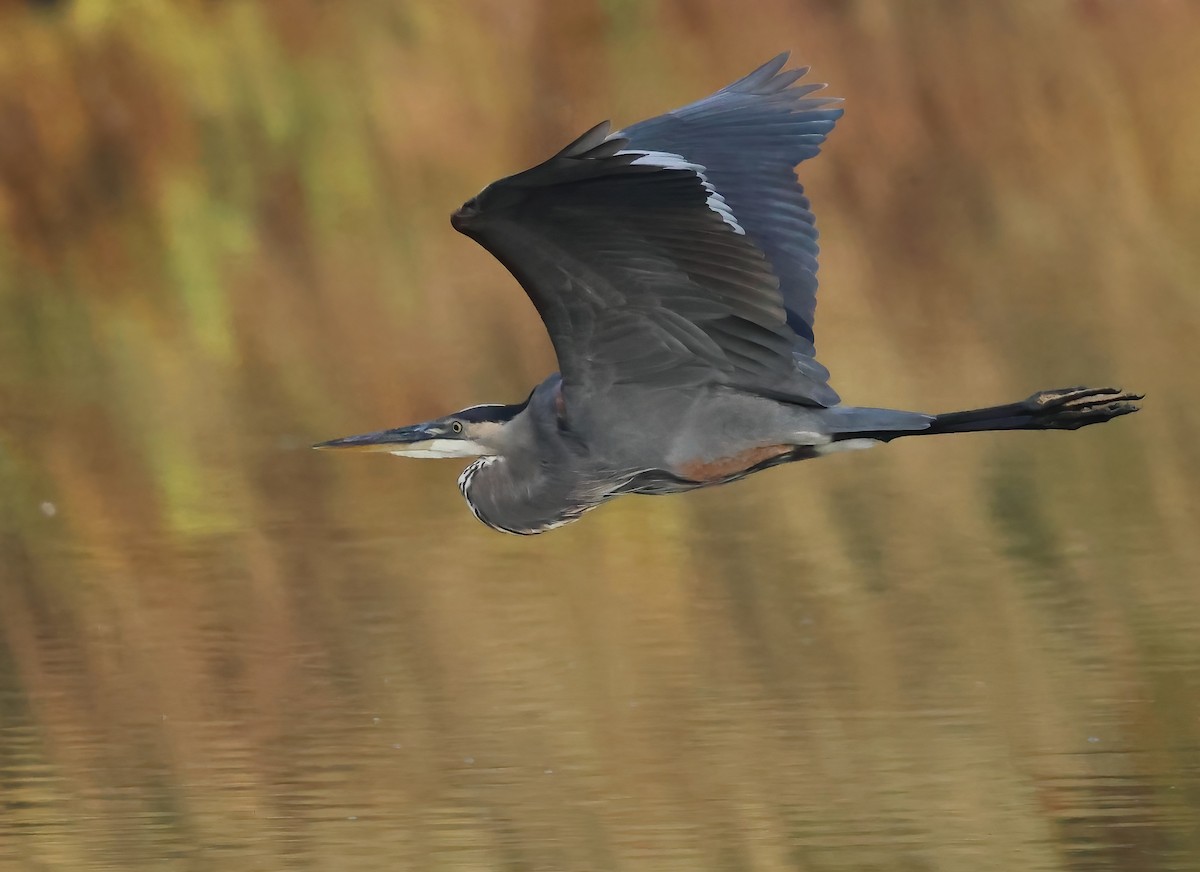 Great Blue Heron - ML642033887