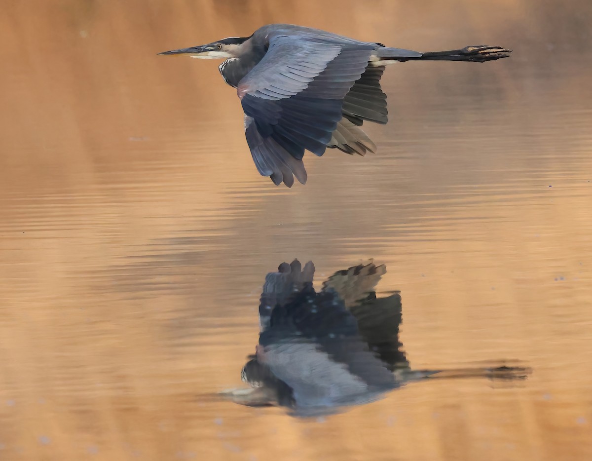 Great Blue Heron - ML642033888