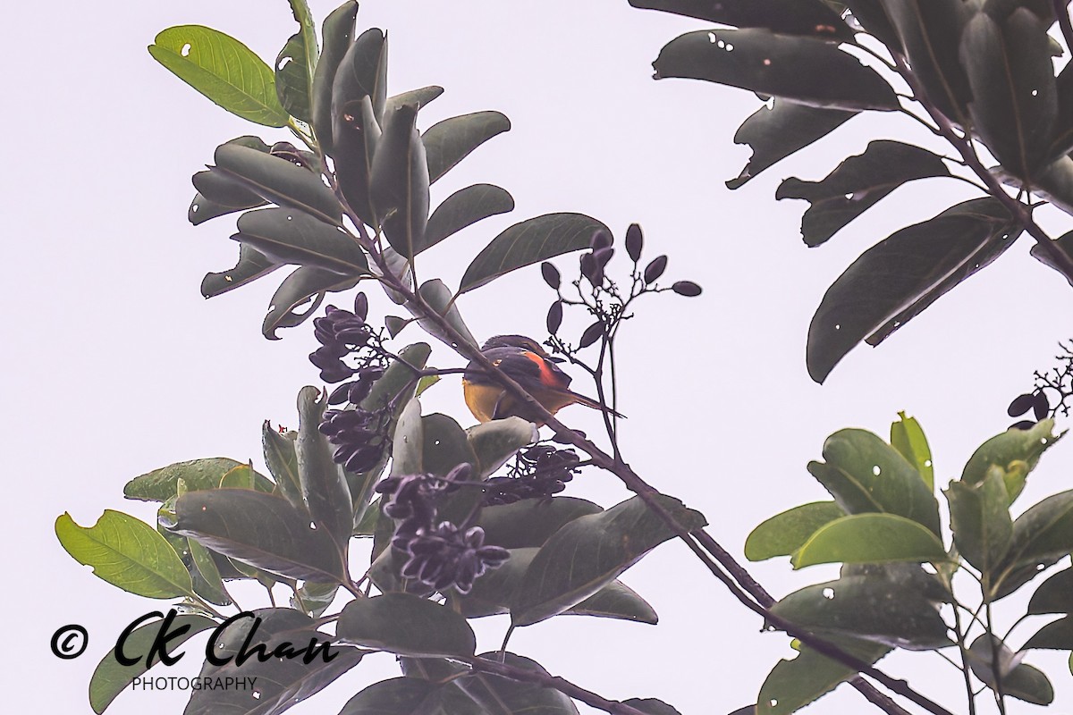 Fiery Minivet - ML642033891