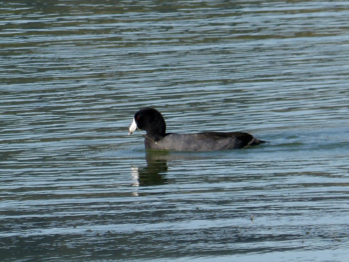 American Coot - ML642033894