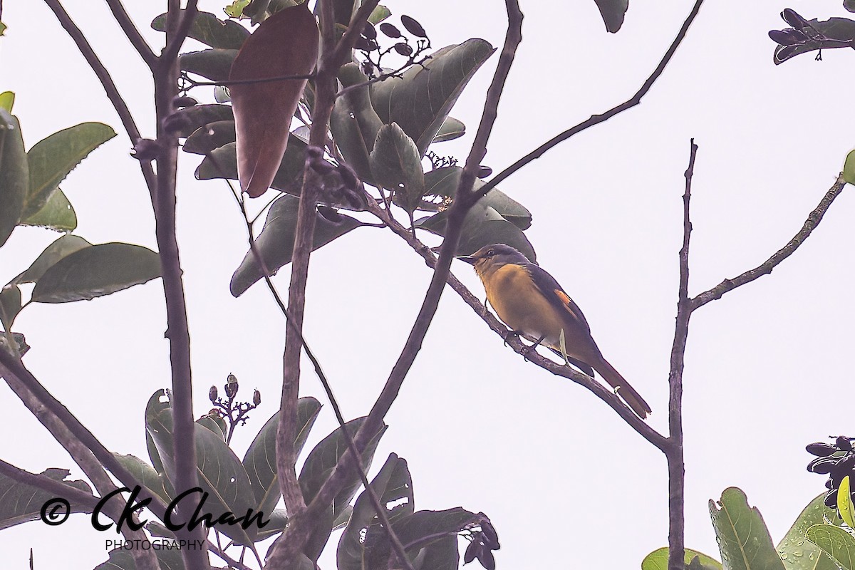 Fiery Minivet - ML642033900