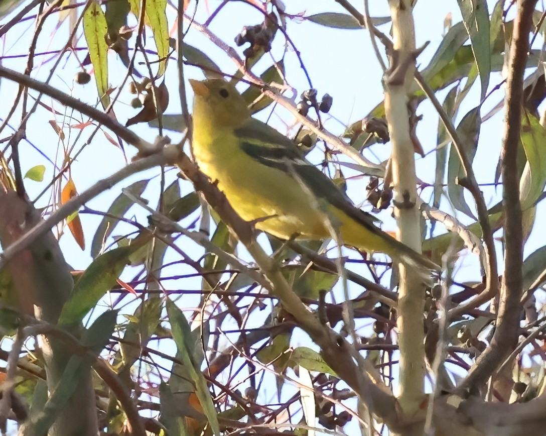 Western Tanager - ML642033908