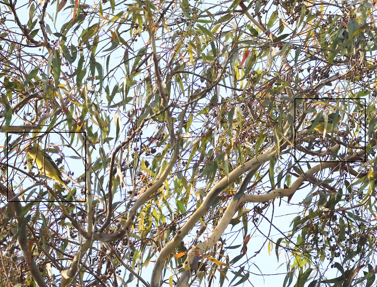 Western Tanager - ML642033909