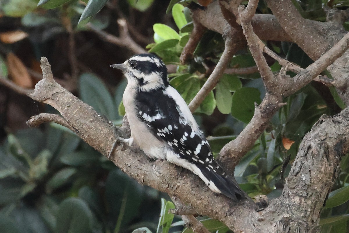 Downy Woodpecker - ML642033914