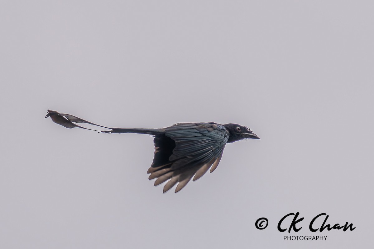 Greater Racket-tailed Drongo - ML642033915