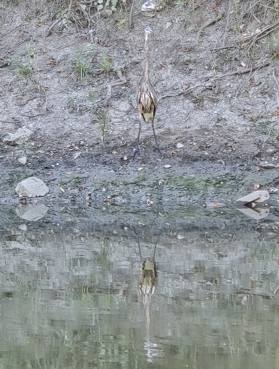 Great Blue Heron (Great Blue) - ML642033930