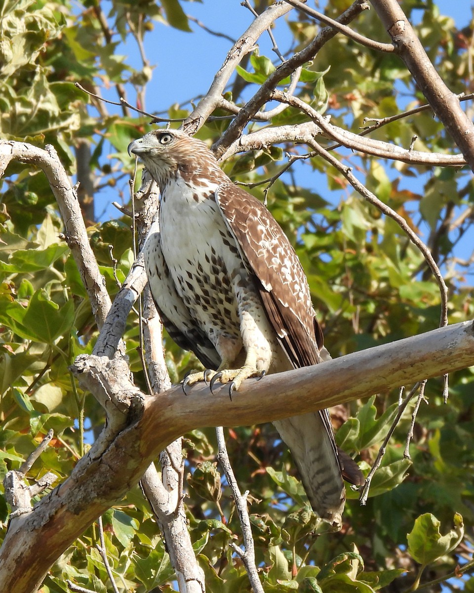 Rotschwanzbussard - ML642033931