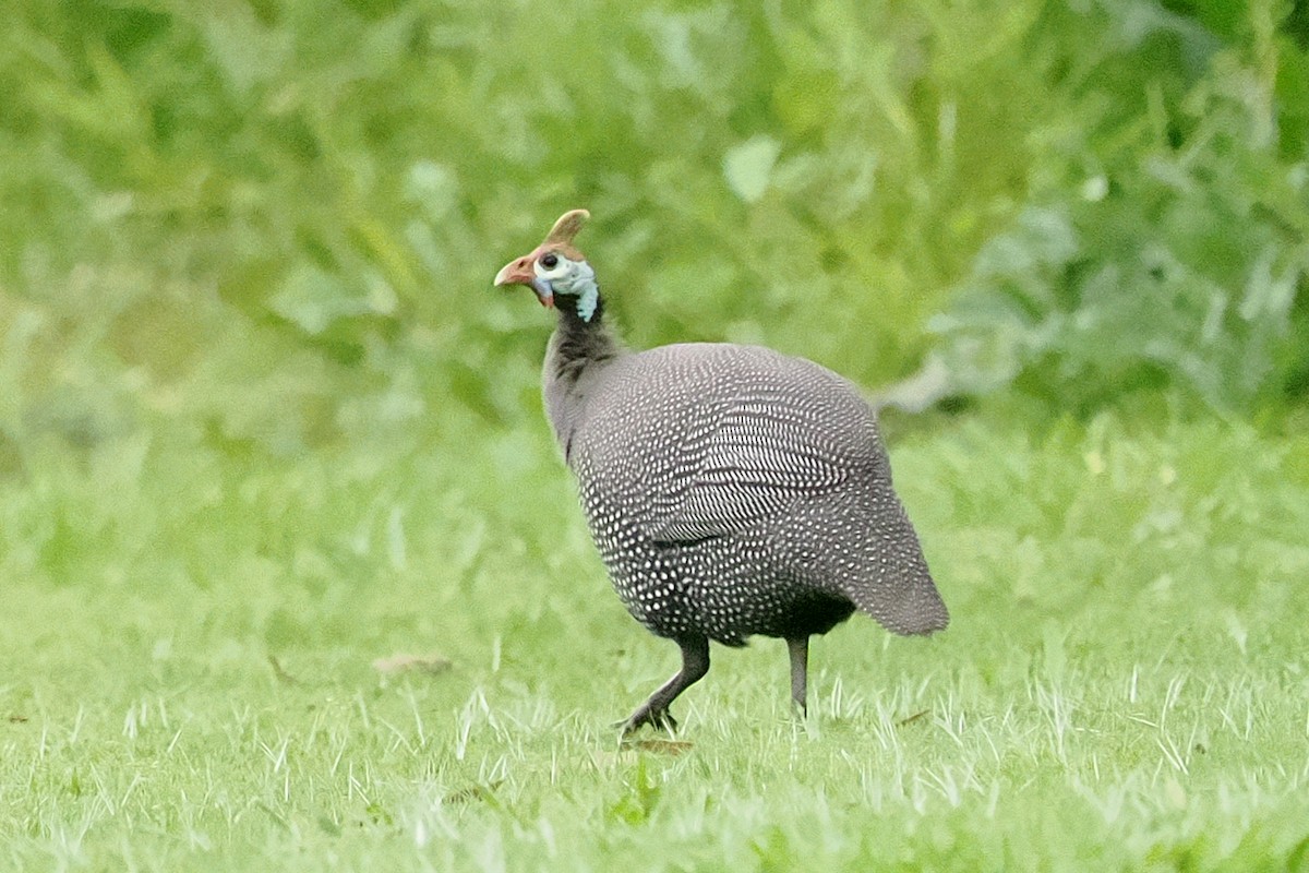 Helmeted Guineafowl - ML642033935