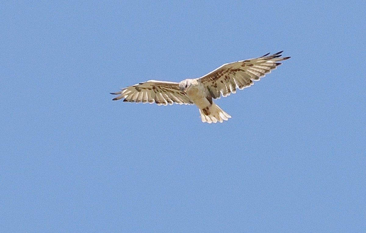 Ferruginous Hawk - ML642033938