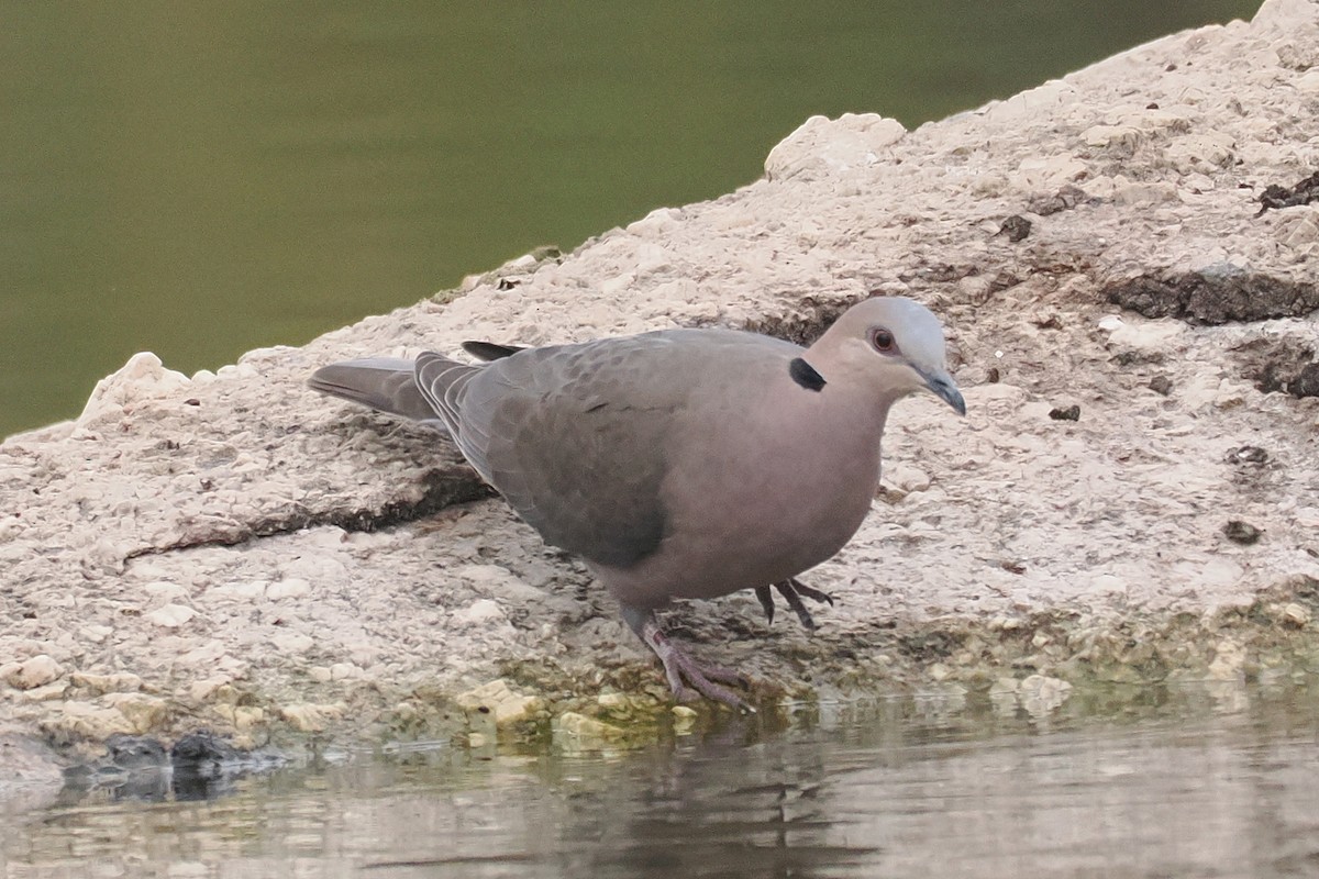 Red-eyed Dove - ML642033939