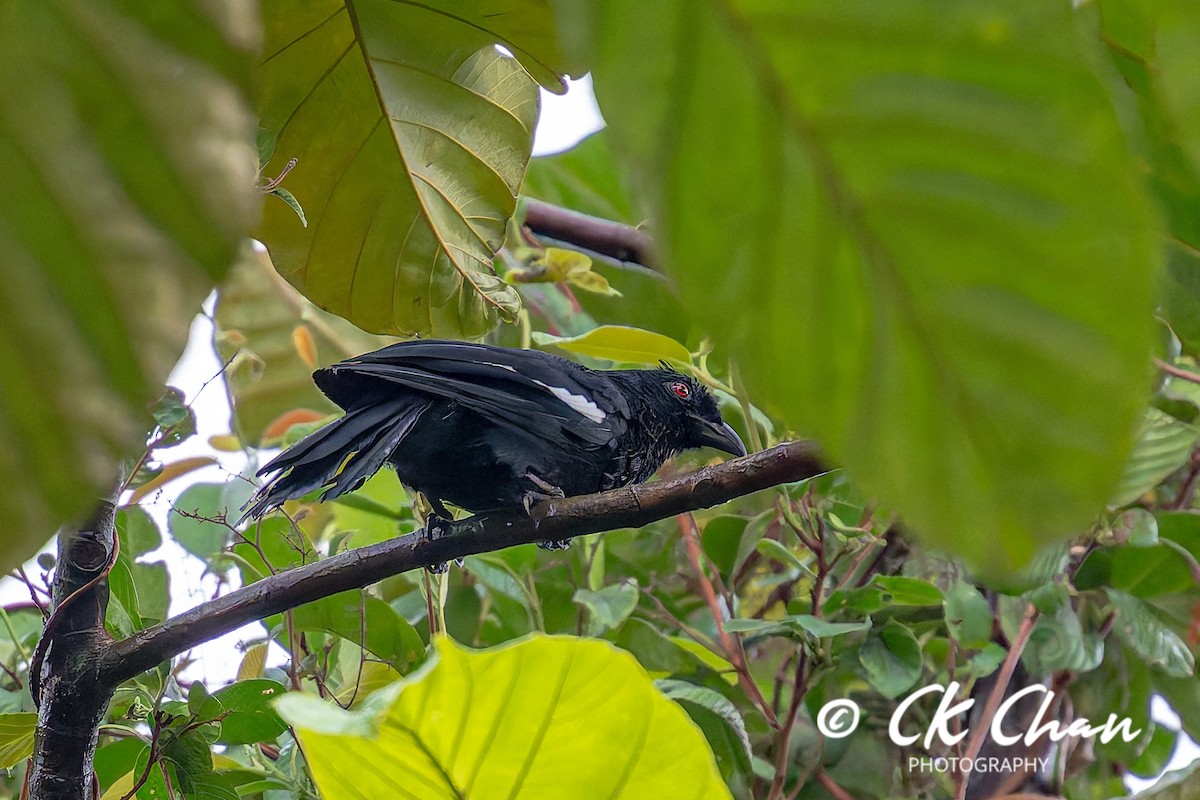 Malayan Black Magpie - ML642033940