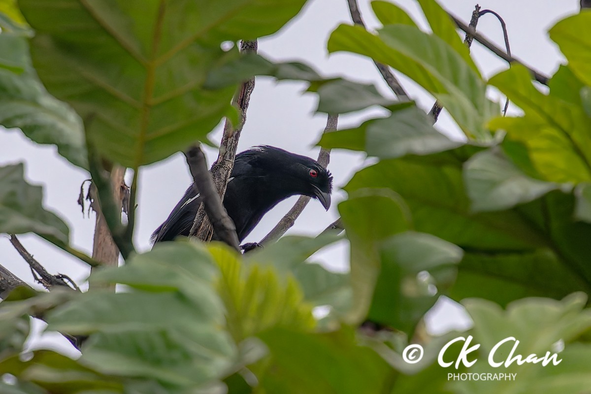 Malayan Black Magpie - ML642033942