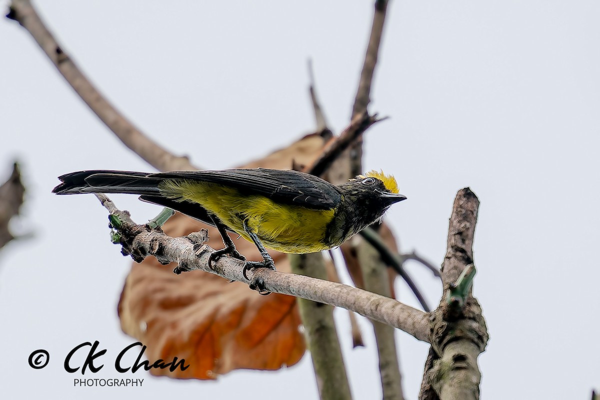 Sultan Tit - ML642033947
