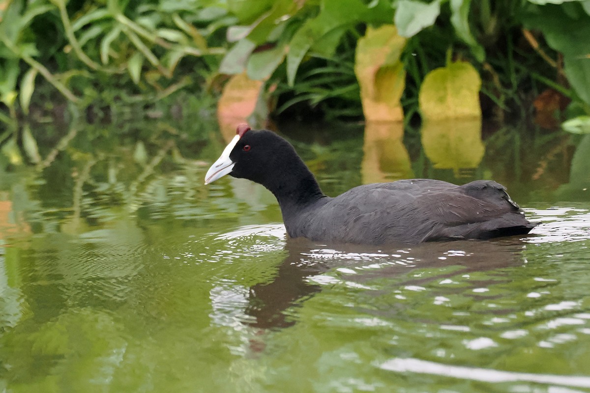 Red-knobbed Coot - ML642033964