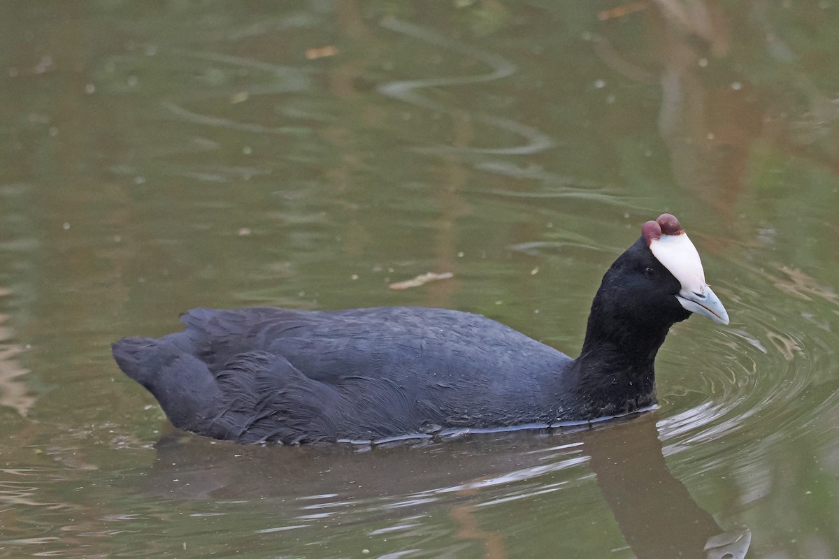 Red-knobbed Coot - ML642033965