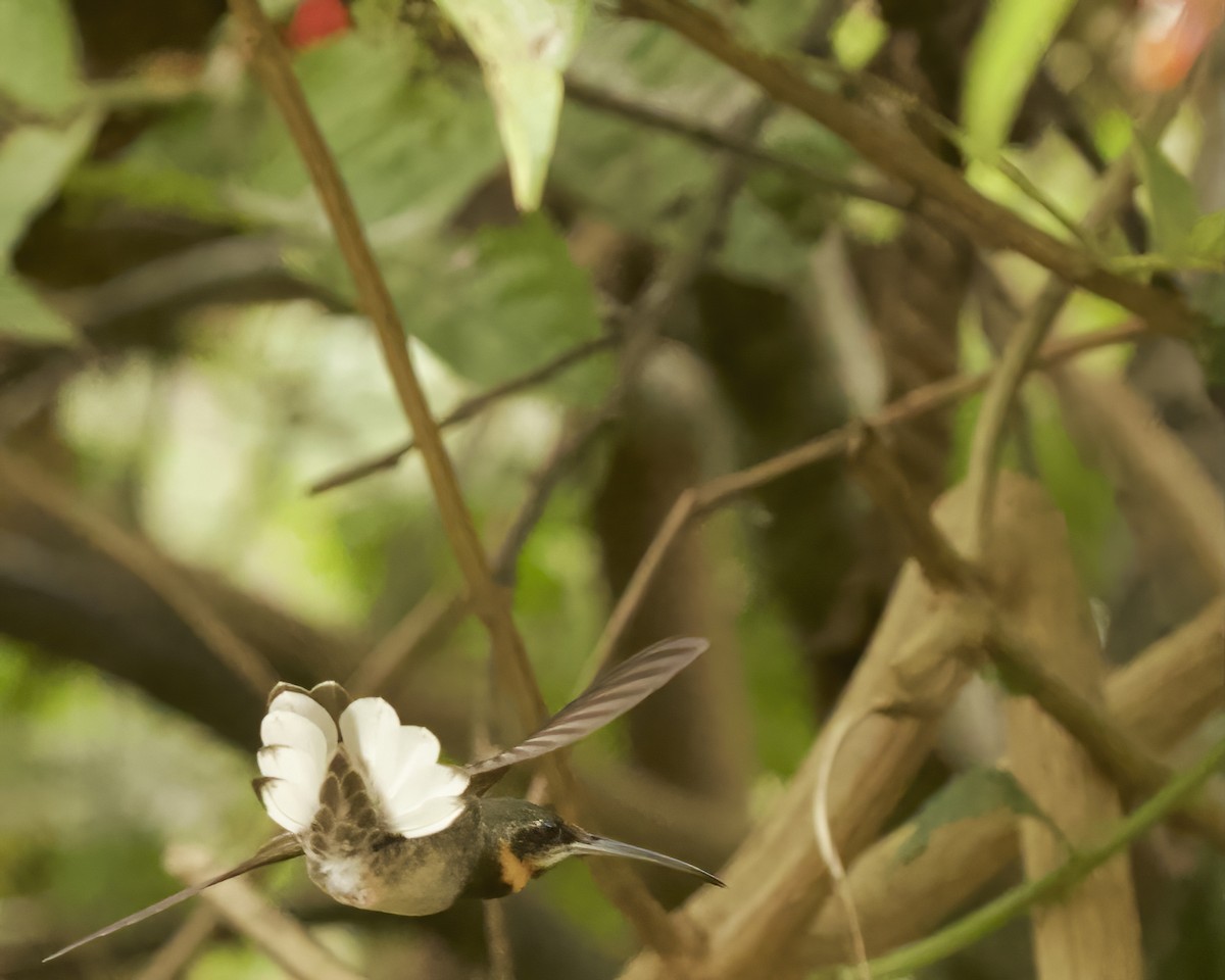 Pale-tailed Barbthroat - ML642033966